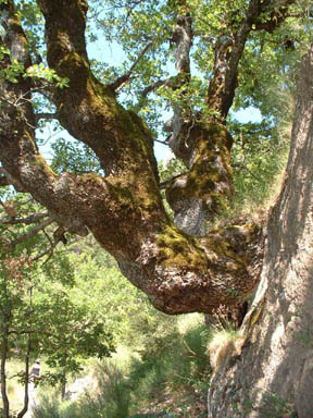 Un bel arbre sur le GR4 en direction de CHASTEUIL